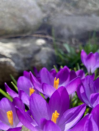 Vibrant purple crocuses with contrasting yellow stamens in the foreground. In the background, gray rocks