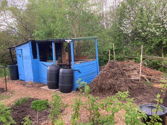 Two old allotment sheds joined together and given a lick of left over blue paint. Made from reclaimed wood and wood recycled from two sheds several decades old.  Two water butts are in place for rainwater harvesting and others will soon line the front and side of the shed.  A compost heap is in front with the beginnings of a dead hedge behind. Raspberries are growing in the foreground.  Trees of the nature reserve form the backdrop.