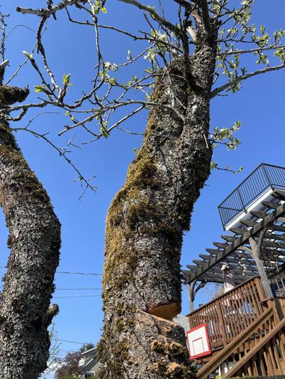 A wedge is cut from one side of a gnarled trunk about 6in in diameter. There are a few living branches above with flowers. The blue sky is behind. Our pergola above the deck is visible as is the roof deck
