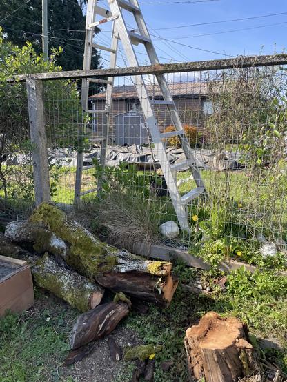 Two large sections of trunk are lying on top of each other beside a wire fence. There is a step ladder on the other side of the fence. A small plum tree is just visible behind the ladder.