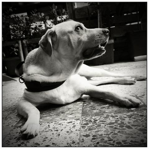 Immagine in bianco e nero di un meticcio simil labrador a pelo corto chiaro sdraiato per terra
