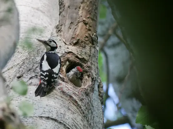 An adult male Great Spotted Woodpecker on a tree trunk, next to a nest hole. A chick is peering out of the nest hole.