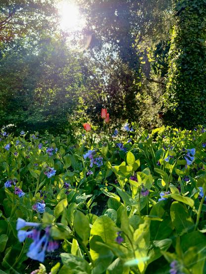 A view of a garden with a large patch of bluebells in the foreground and three red tulips in the middle ground. Beyond are vine-covered trees rising to the top of the frame. The sun peers through the leaves (with some lens flare) and illuminates the middle section of the scene, leaving the left and right sides in slightly deeper shadow.