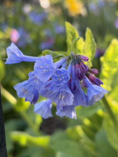 Closeup of a cluster of bluebells, in shades of blue and purple with white pistils, against an out-of-focus background of sunlit green leaves.
