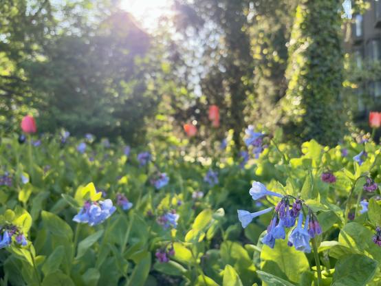 Horizontal photo of a patch of bluebells against an out-of-focus background of vine-covered trees, scattered red tulips, and a glimpse of an apartment building, all backlit by a sun through the leaves.