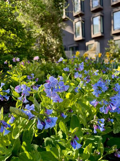 Vertical photo of a sunlit patch of bluebells in a community garden, against a slightly out-of-focus background of pink and yellow flowers, trees, a garden fence, and the windows of an apartment building.
