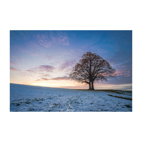 Spring sunset over some fresh snow and a single standing tree