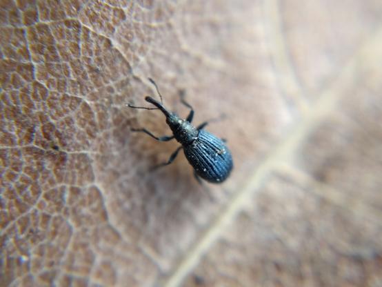 A tiny pear-shaped beetle with a long thin snout, standing on a dead leaf. Its body is a very dark metallic blue and its elytra are longitudinally grooved.