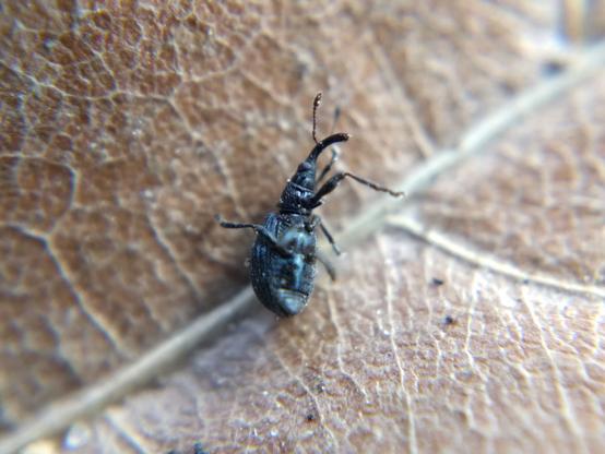 "I've fallen and I can't get up!" The weevil has lost its footing and is on its back, legs flailing.