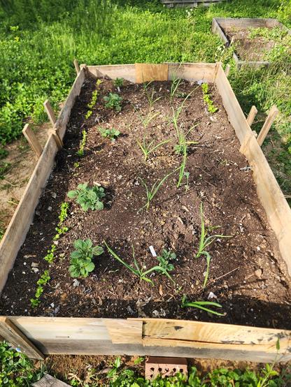 raised rectangular garden bed with, left to right, a row of lettuce seedlings, a row of potato seedlings, two rows of garlic, and a row of lettuce.