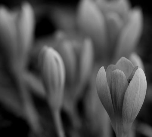 Macro photograph in black and white of a patch of crocus flowers, just starting to bloom. One flower on bottom right is in focus, the others are blurred behind.