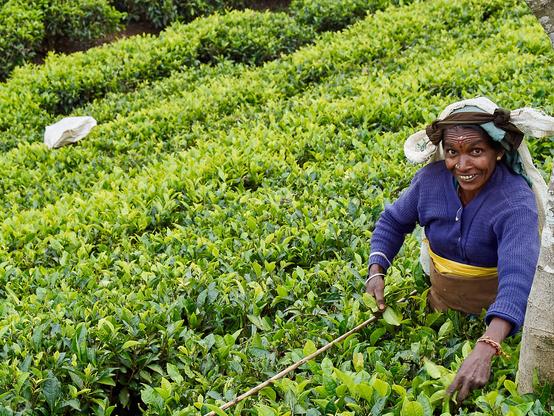 Woman standing to the hip between  rows of tea plants picking tea leaves .