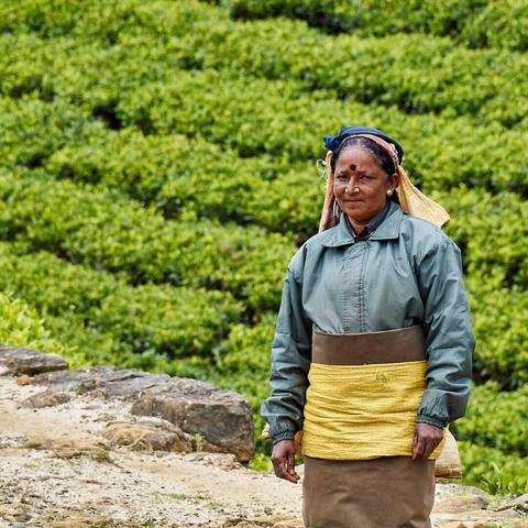 Woman posing before the tea plantation.