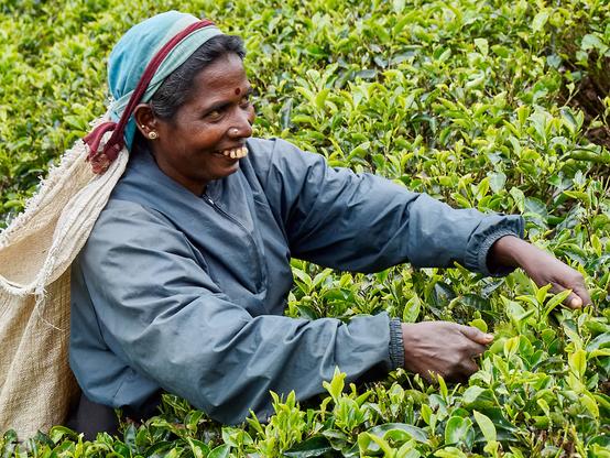 Woman standing to the hip between  rows of tea plants picking tea leaves .
