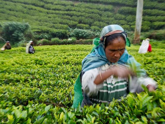 Woman standing to the hip between  rows of tea plants picking tea leaves .