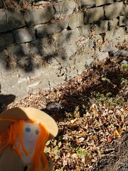 Ranger Sarah found another 9-banded Armadillo.
— at Roaring River State Park, Missouri.