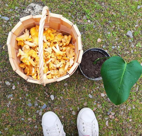 A basket with chantarelles on the ground with a small one leaved monstera cutting in a small pot next to it.