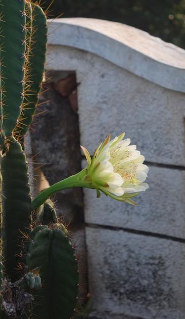 A large cactus flower in bloom, with morning sunlight falling on it