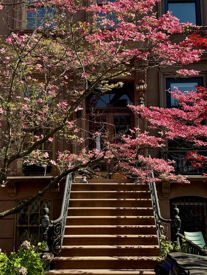 Photo of pink and red flowering branches, possibly dogwood, obscuring a double door with an arched transom window on the second level of a brownstone apartment building. Stairs flanked by black metal banisters with ornamental curlicues lead down to street level where there are windows to the lower floor, flowering shrubs, and the lids of trash bins.