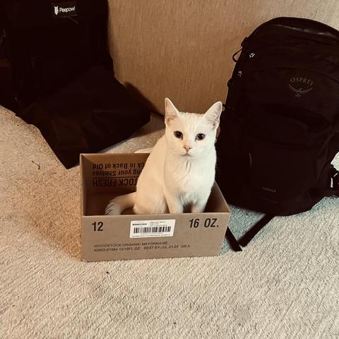 a white cat, with one blue, on yellow eye, looks up at us from her seat in a small cardboard box
