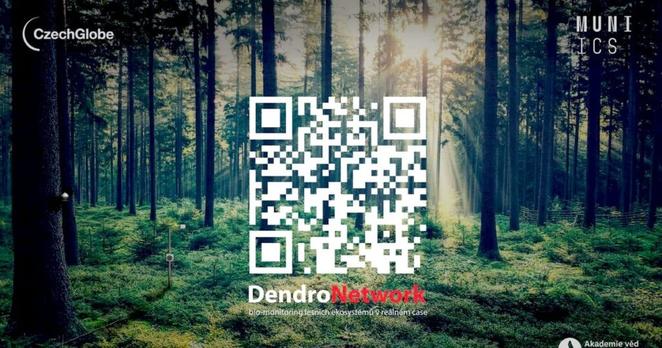 New network tracks the health of trees across Czechia’s forests