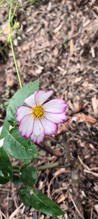 Cosmos flower in garden on stem. White petals fringed with magenta/ purple and many yellow topped stamens.