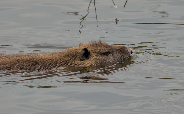 Un ragondin qui nage dans l'eau d'un étang. Seuls le haut de la tête et le dos dépasse de l'eau.