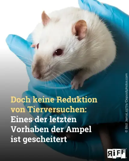 Zwei Hände in blauen, medizinischen Handschuhen halten eine weiße Ratte. Dazu der Text: Doch keine Reduktion von Tierversuchen: Eines der letzten Vorhaben der Ampel ist gescheitert