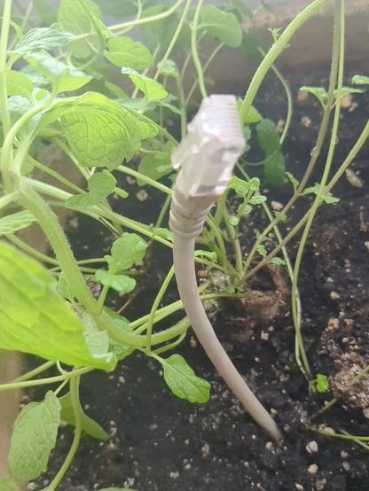cat6 growing out of soil