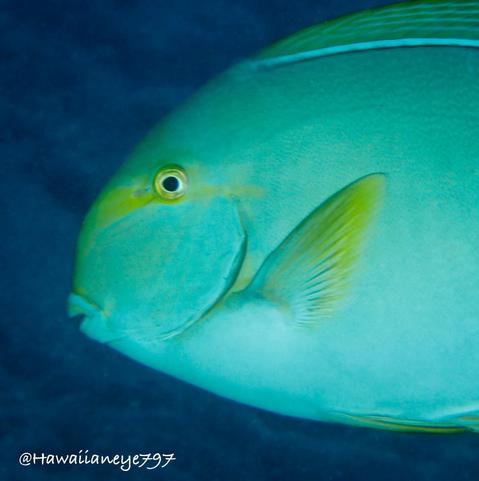 A large surgeonfish with yellow fins and yellow eyestripe. They are typically gray in color but appears pale green here.