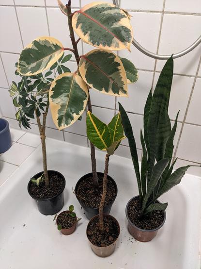 Five plants in the shower.