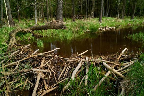 The photo shows a beaver dam on a small, brown river that flows through a swampy forest. One third of the frame from the bottom shows a dam built of sticks debarked by beavers. Fresh green grass grows between the sticks. The center of the frame is a brown, swampy river that flows lazily from the right side of the frame and spreads wide in front of the dam. To the left of the water lies the crooked trunk of an old tree. The upper part of the frame is a dark swamp forest covered mainly with alder. Between the trees fresh spring grass. The entire scene is illuminated by the soft, warm afternoon sun.