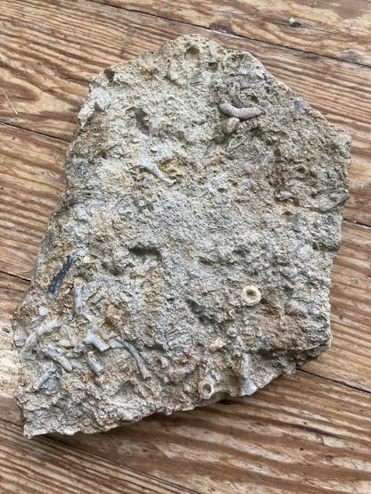 One side of a flat chunk of limestone.  The most visible fossils are round segments from crinoids. There are also shells and the impressions left by shells.