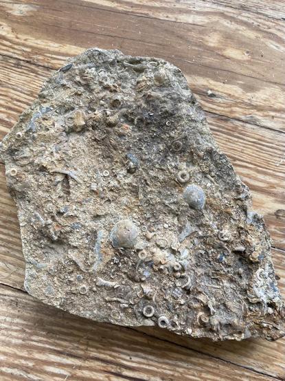 The other side of the flat stone.  More crinoids and a couple of very distinct small shells.  And a lot of other stuff!