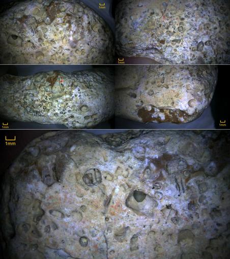 1 large view & 4 50% views of a white rock covered with crinoid molds in cross-section, plan view & angled.