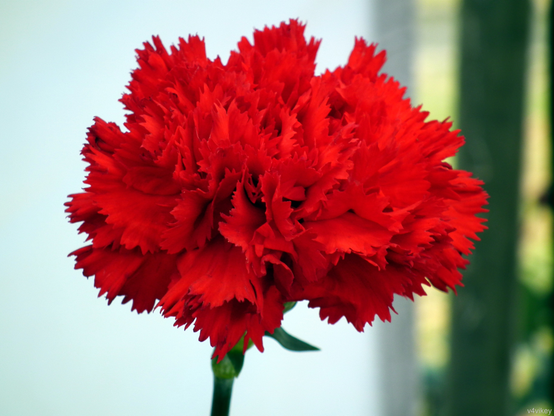 Cravo vermelho