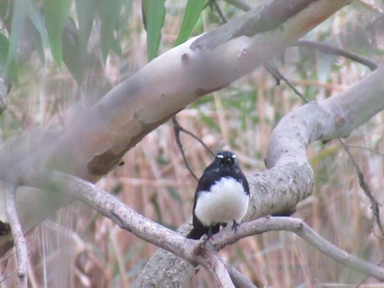 A tiny black and white Willy wagtail bird on a tree branch. It has white patches above its eyes that look like eyebrows