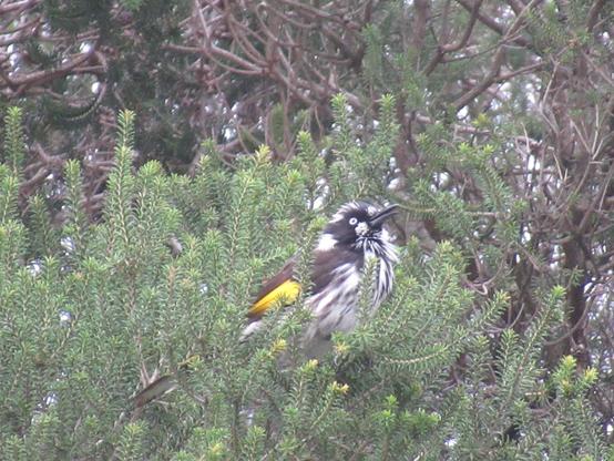 A mostly white and black New Holland Honeyeater bird in a bush. They have yellow patches on their wings and look startled