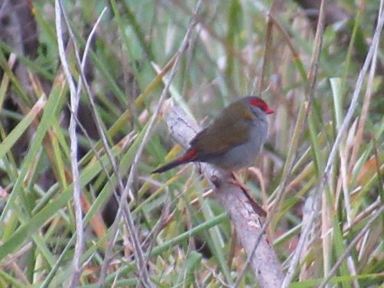 A red browed finch bird sitting on a branch. They’re mostly grey and grown but have a red stripe across their face that looks like a mask