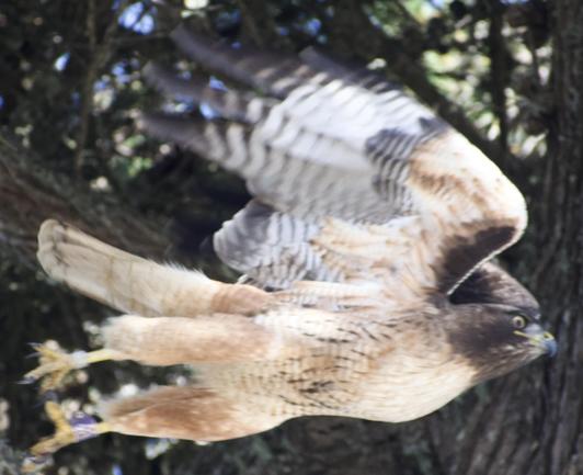 A semi blurred picture of a hawk with brown and tan feathers, striped white and brown wings and yellow talons launching itself forward. It’s viewed from the side and brown and green tree parts are seen in the background.