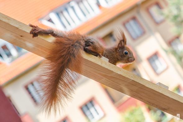 Ein kleines Eichhörnchen klettert eine Leiter entlang.