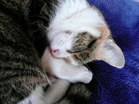 Eine dreifarbige Katze hat sich auf einem blauen Kissen zu einem sehr gemütlichen Schlaf zusammengekringelt. Sie bedeckt mit einer Pfote ihren Kopf.
A tricoloured cat has curled up on a blue cushion for a very cosy sleep. It is covering its head with one paw.
