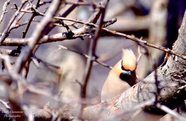 Magnifique Jaseur Boréal dans les branches d’un buisson. Photographie par Cindy Cinnamon