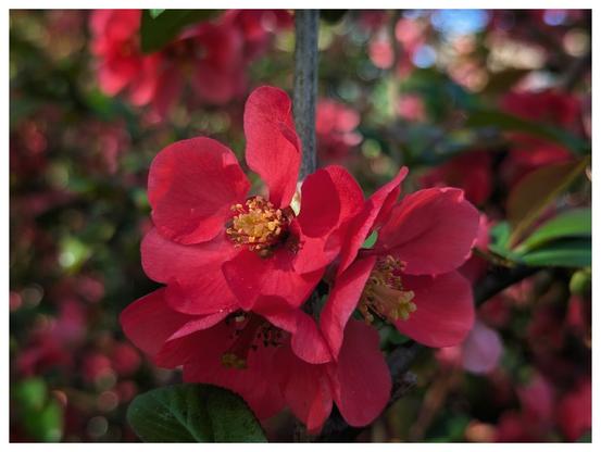 A close-up shot showcases a cluster of vibrant, deep pink blossoms. The flowers feature delicate petals surrounding a centre of bright yellow stamens. A slender, greyish-brown stem supports the blooms. The background is softly blurred, hinting at more blossoms and green foliage, creating a bokeh effect that draws focus to the central flowers. The overall impression is one of springtime freshness and natural beauty.