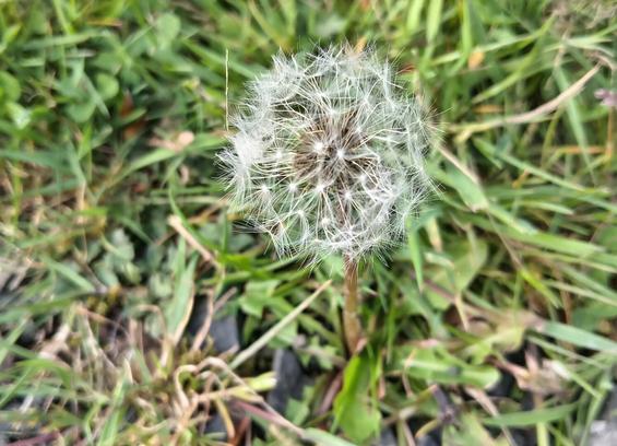 Dandelion in the fluffy stage.