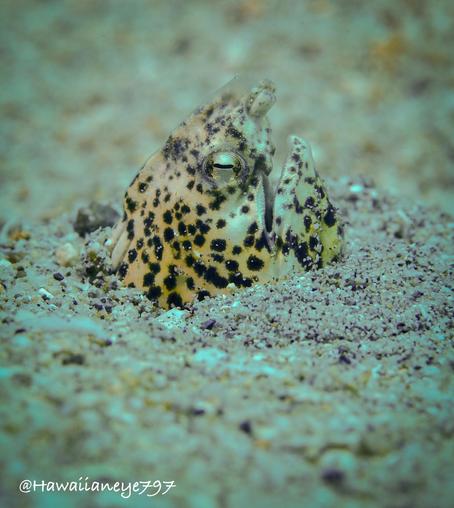 A beige snake-like eel covered with irregular black spots pokes its head above sand at an underwater reef.