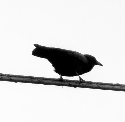 Crow on a power line against the gray morning sky.