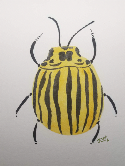 Watercolor potato beetle- a round yellow bug with black stripes & 6 legs.