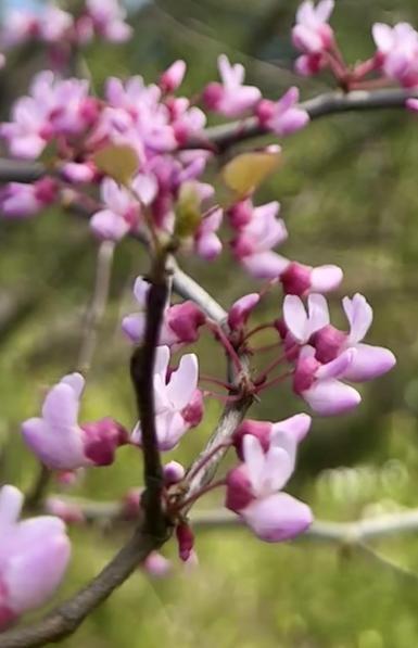 Eastern redbud blooming. Light and dark pink buds on a thin branch with trees in the background.
