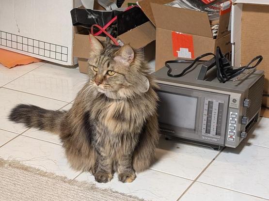 a very fuzzy long-haired cat with brown/black striped fur, light brown eyes, pronounced ear tufts and a very thick tail sits in front of a small portable television